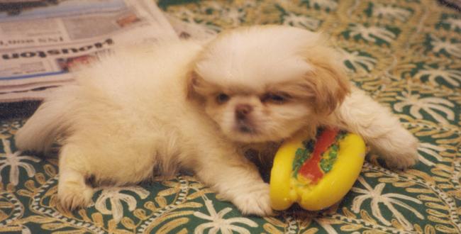 Gizmo as a baby